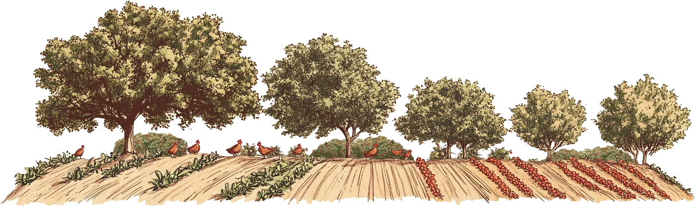 Gezeichnete Hoflandschaft: Obst- und Nussbäume über Beerensträuchern, Hühnern und Ackerstreifen